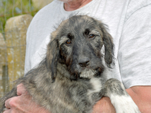 STELLIA-STELLA, Hund, Mischlingshund in Heidelberg