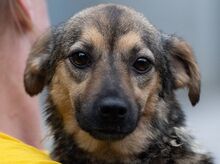 KESSY, Hund, Mischlingshund in Rumänien