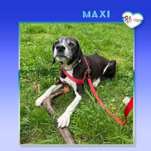 MAXI, Hund, Mischlingshund in Bulgarien