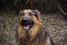 OSIRIS, Hund, Mischlingshund in Kroatien