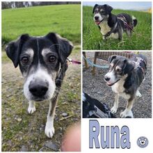 RUNA, Hund, Mischlingshund in Goslar