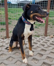 PETAR, Hund, Appenzeller Mischling in Slowakische Republik