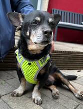 SUMA, Hund, Mischling in Mainz