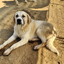 SPARKY, Hund, Mischlingshund in Griechenland