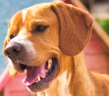 ANJO, Hund, Pointer - Beagle Mischling in Spanien
