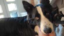 NICA, Hund, Border Collie in Kranenburg