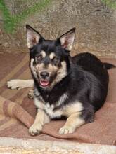 COOPER, Hund, Mischlingshund in Bulgarien