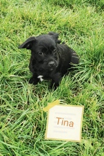 TINA, Hund, Mischlingshund in Kerpen