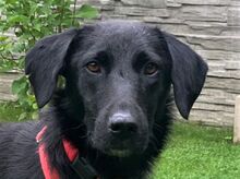 FENJA, Hund, Mischlingshund in Rumänien