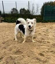 HARRY, Hund, Mischlingshund in Straelen - Bild 1