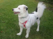 HARRY, Hund, Mischlingshund in Straelen - Bild 10