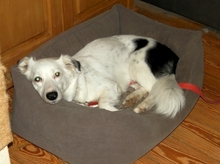HARRY, Hund, Mischlingshund in Straelen - Bild 11