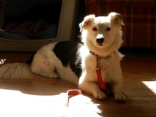 HARRY, Hund, Mischlingshund in Straelen - Bild 12