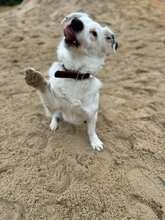 HARRY, Hund, Mischlingshund in Straelen - Bild 2
