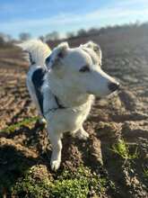 HARRY, Hund, Mischlingshund in Straelen - Bild 3