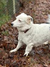 HARRY, Hund, Mischlingshund in Straelen - Bild 4