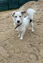 HARRY, Hund, Mischlingshund in Straelen - Bild 5