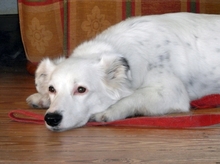 HARRY, Hund, Mischlingshund in Straelen - Bild 8
