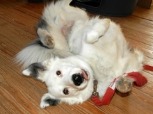 HARRY, Hund, Mischlingshund in Straelen - Bild 9