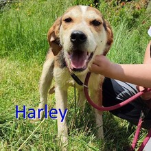 HARLEY, Hund, Mischlingshund in Bosnien und Herzegowina