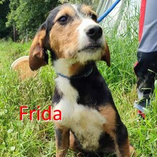 FRIDA, Hund, Mischlingshund in Bosnien und Herzegowina