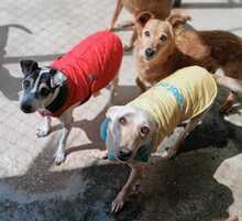 MISTY, Hund, Podenco in Spanien - Bild 2