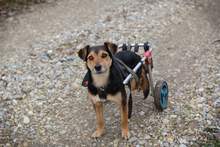 ROBY2, Hund, Mischlingshund in Kroatien