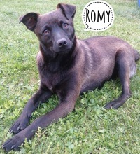 ROMY, Hund, Mischlingshund in Worms