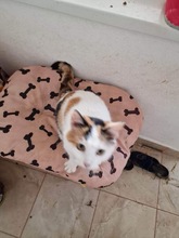 TONJA, Katze, Hauskatze in Rumänien