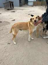 MEEKO, Katze, Mischlingshund in Portugal - Bild 2