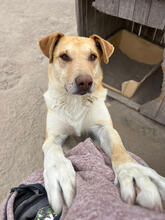 MEEKO, Katze, Mischlingshund in Portugal - Bild 3