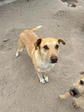 MEEKO, Katze, Mischlingshund in Portugal - Bild 4