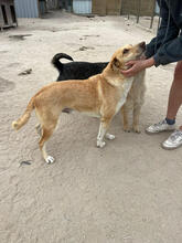 MEEKO, Katze, Mischlingshund in Portugal - Bild 5