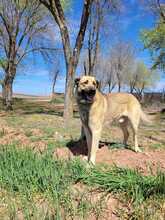 JONNY, Hund, Mischlingshund in Spanien - Bild 1