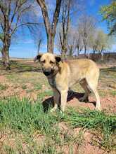 JONNY, Hund, Mischlingshund in Spanien - Bild 10