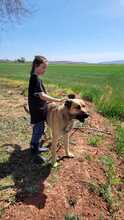 JONNY, Hund, Mischlingshund in Spanien - Bild 4