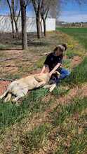 JONNY, Hund, Mischlingshund in Spanien - Bild 7