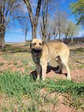 JONNY, Hund, Mischlingshund in Spanien - Bild 8