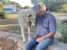 CAESAR, Hund, Herdenschutzhund-Mix in Italien - Bild 2