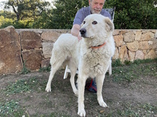 CAESAR, Hund, Herdenschutzhund-Mix in Italien - Bild 4