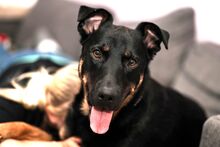 MIRA, Hund, Mischlingshund in Büdelsdorf