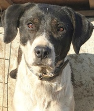 RANYA, Hund, Mischlingshund in Rumänien