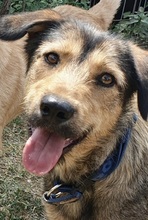 JUSTINE, Hund, Mischlingshund in Rumänien