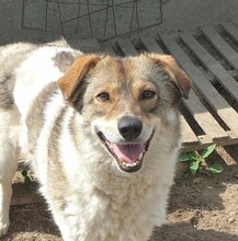SONYA, Hund, Mischlingshund in Rumänien