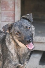 ELINA, Hund, Mischlingshund in Rumänien