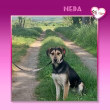 NEDA, Hund, Mischlingshund in Bulgarien
