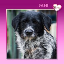 DANI, Hund, Mischlingshund in Bulgarien