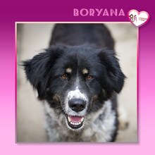 BORYANA, Hund, Mischlingshund in Bulgarien