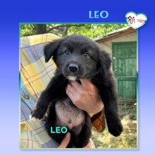 LEO, Hund, Mischlingshund in Bulgarien
