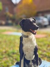 DEXTER, Hund, Mischlingshund in Großefehn